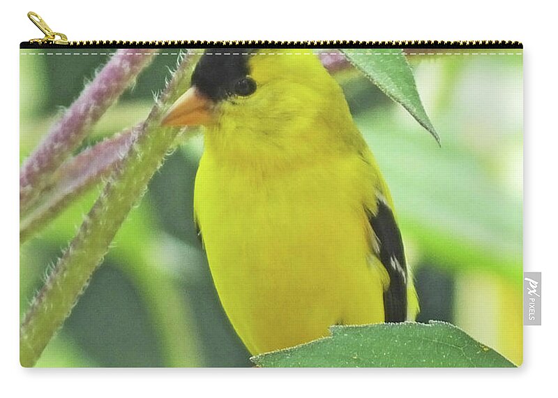 Garden Zip Pouch featuring the photograph Goldfinch 50 by Lizi Beard-Ward