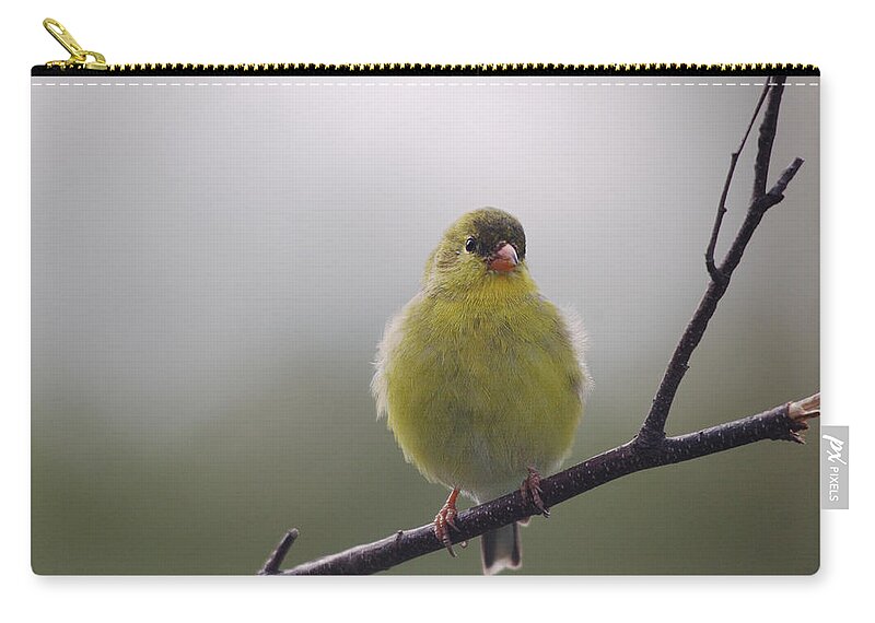 Birds Zip Pouch featuring the photograph Goldfinch Puffball by Sue Capuano