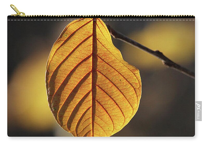 Leaf Zip Pouch featuring the photograph Goldshine by Doris Potter
