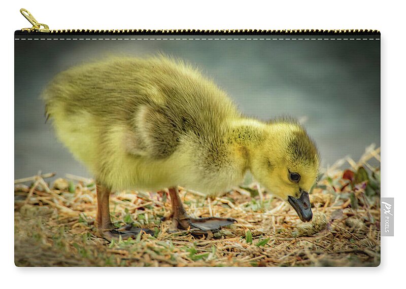 Goose Zip Pouch featuring the photograph Goose Baby by Ray Congrove