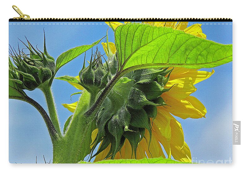Flower Zip Pouch featuring the photograph Gospel Flat Sunflower #2 by Joyce Creswell