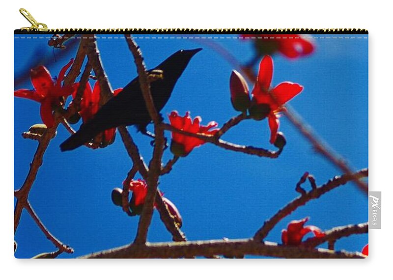 Black Bird Zip Pouch featuring the photograph Grackle by Stoney Lawrentz