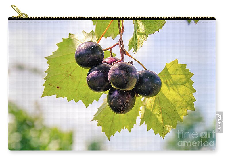 Vineyard Zip Pouch featuring the photograph Grape Vine 6 by Andrea Anderegg