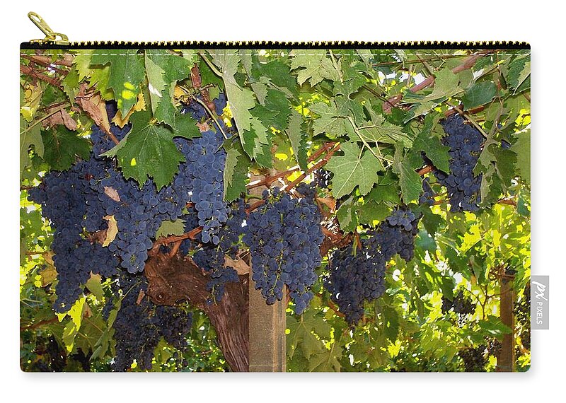 Grapes Zip Pouch featuring the photograph Grapes are Ready by Judy Kirouac