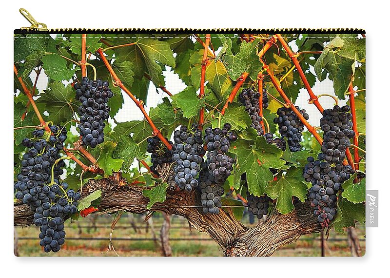 Grapes Of The Yakima Valley Zip Pouch featuring the photograph Grapes of the Yakima Valley by Lynn Hopwood