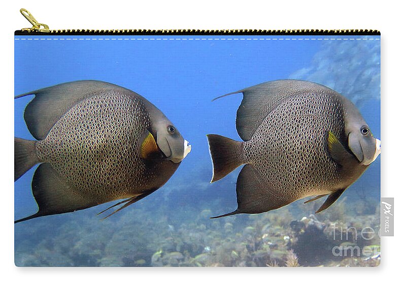 Underwater Zip Pouch featuring the photograph Gray Angelfish Pair by Daryl Duda