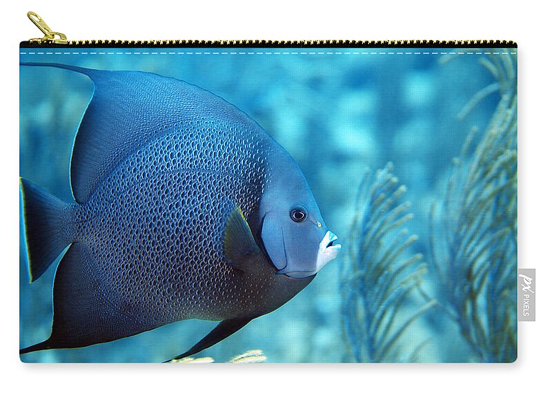 Gray Angelfish Zip Pouch featuring the photograph Gray Angelfish, U. S. Virgin Islands by Pauline Walsh Jacobson