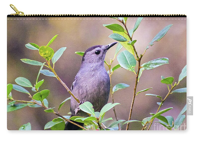 Nature Zip Pouch featuring the photograph Gray Catbird Posing by DB Hayes