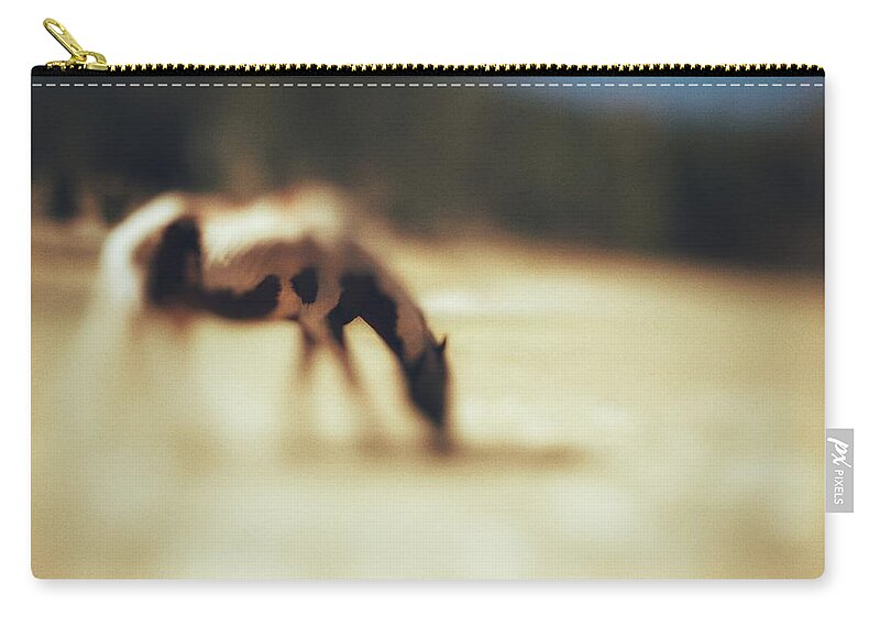 Horse Zip Pouch featuring the photograph Grazing by Mark Ross