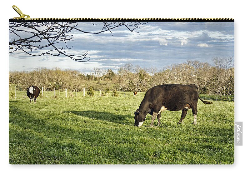 Cow Zip Pouch featuring the photograph Grazing the Back Forty by Cricket Hackmann