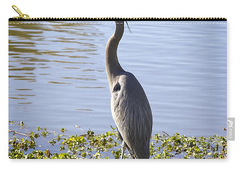 Heron Zip Pouch featuring the photograph Great Blue Heron by Phyllis Denton