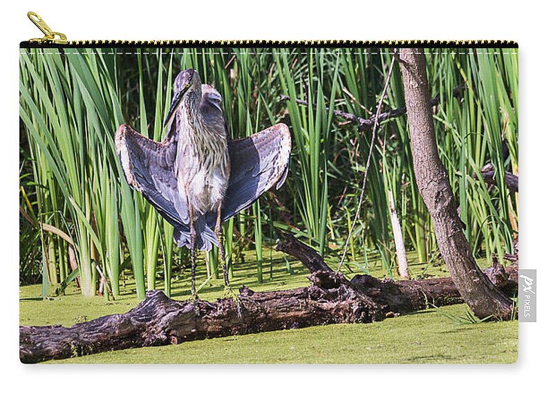 Great Blue Heron Zip Pouch featuring the photograph Great Blue Heron Sunning by Ed Peterson