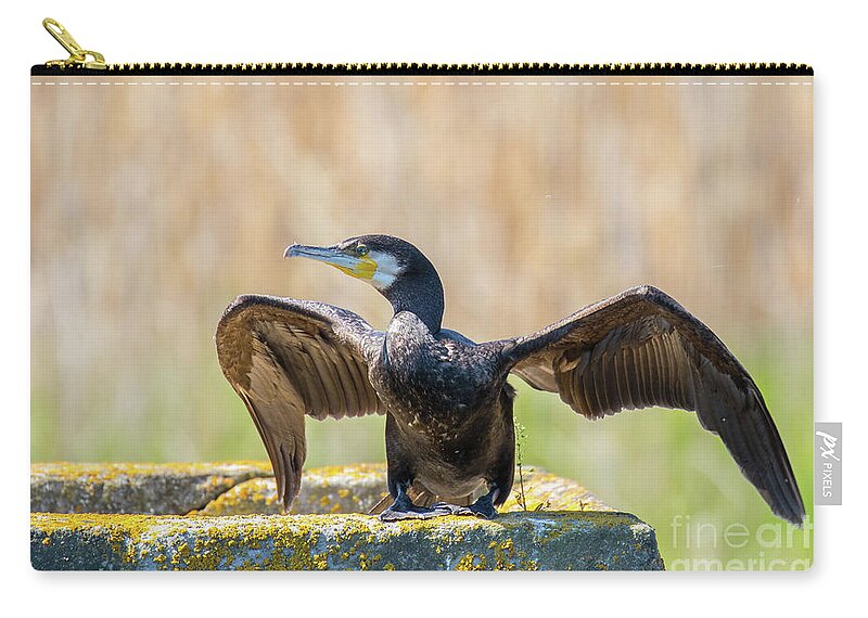 Animal Zip Pouch featuring the photograph Great cormorant - Phalacrocorax carbo by Jivko Nakev