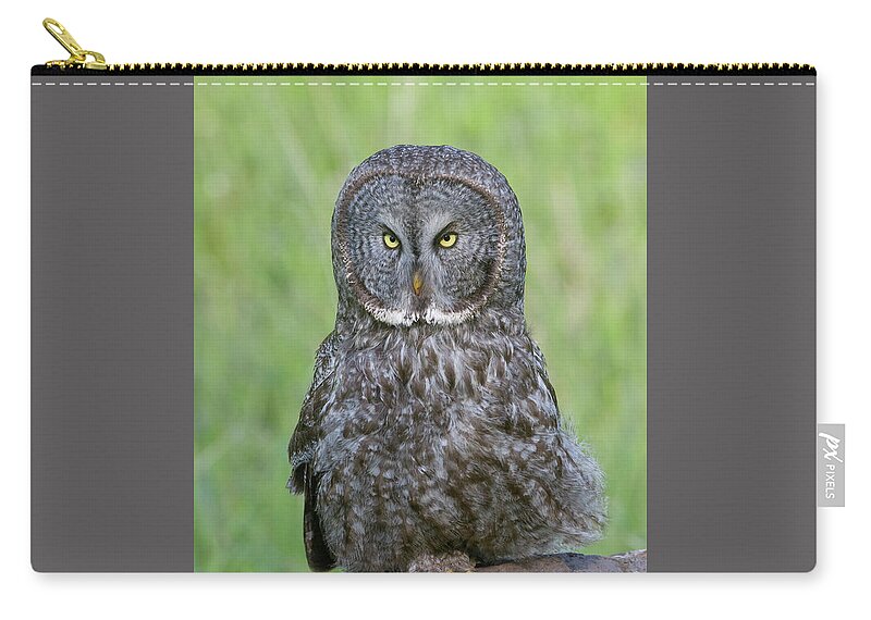 Wild Zip Pouch featuring the photograph Great Gray Intensity by Mark Miller