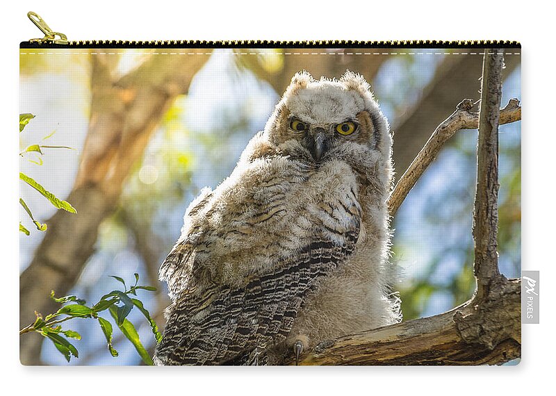 Great-horned Owl Zip Pouch featuring the photograph Great-Horned Owlet In Spring by Yeates Photography