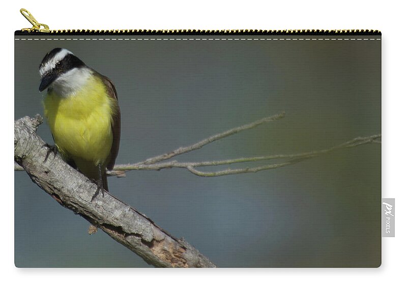 Fly Catcher Zip Pouch featuring the photograph Great Kiskadee by Frank Madia