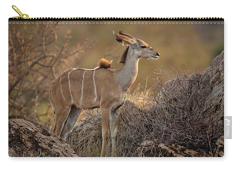 Antelope Zip Pouch featuring the photograph Greater Kudu Juvenile by Steven Upton