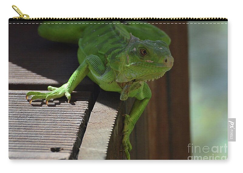 Iguana Zip Pouch featuring the photograph Green Common Iguana On the Edge of a Bridge by DejaVu Designs