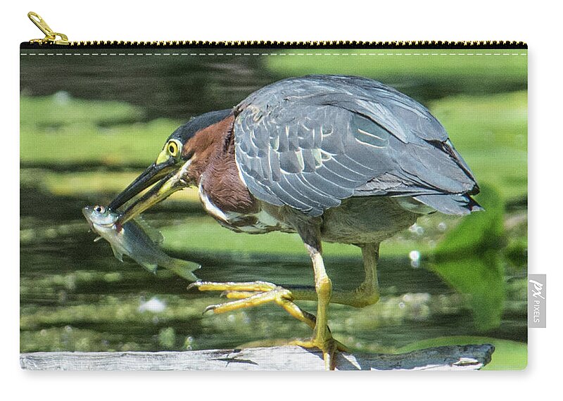 Green Heron Zip Pouch featuring the photograph Green Heron Lunch by Michael Hall