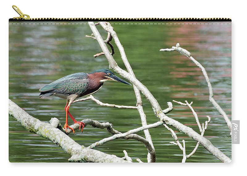 Green Heron Zip Pouch featuring the photograph Green Heron by Sam Rino