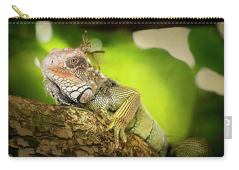 Joan Carroll Zip Pouch featuring the photograph Green Iguana Costa Rica II by Joan Carroll