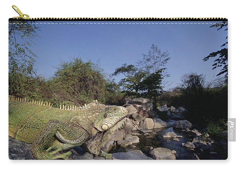 00141734 Zip Pouch featuring the photograph Green Iguana in Cerro Chaparri by Tui De Roy