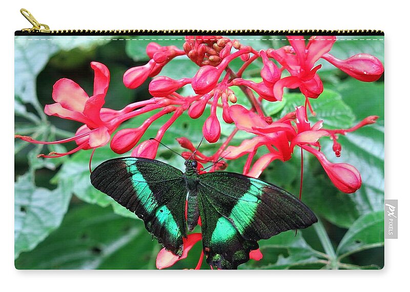 Butterfly Zip Pouch featuring the photograph Green Moss Peacock Butterfly by Betty Buller Whitehead