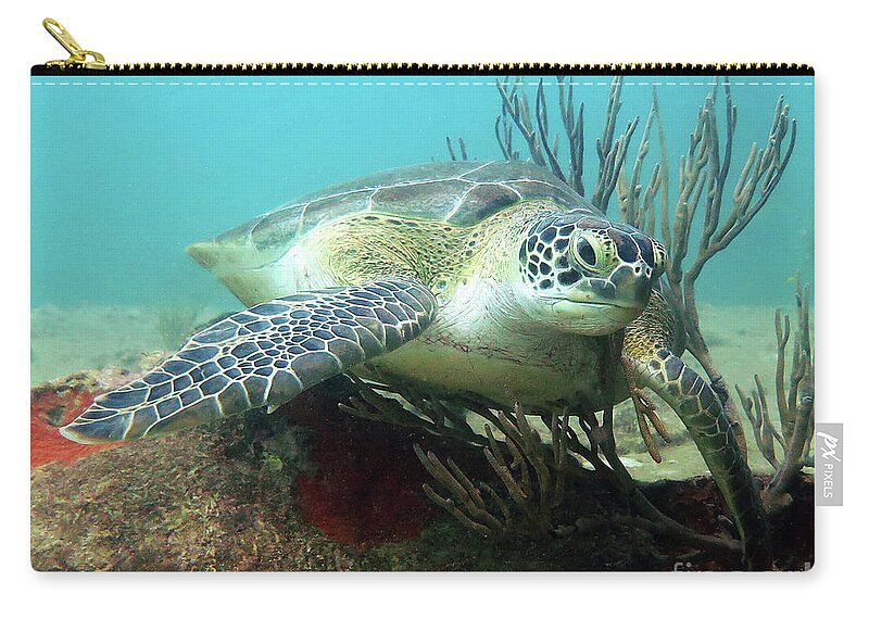 Underwater Zip Pouch featuring the photograph Green Sea Turtle 8 by Daryl Duda