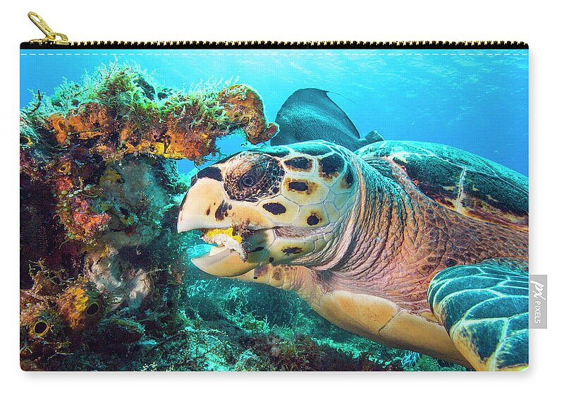Green Turtle Zip Pouch featuring the photograph Green Turtle Dining by Matt Swinden
