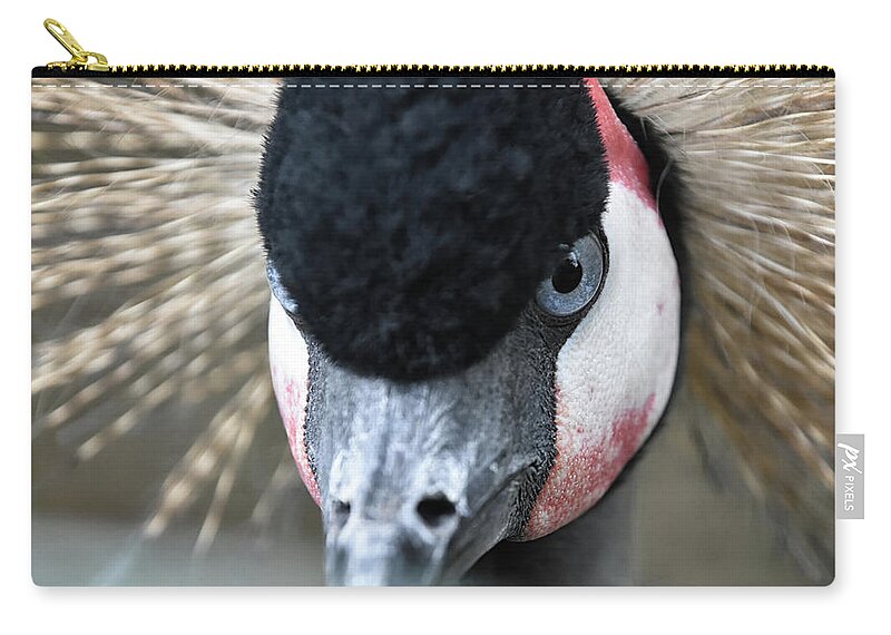 Crane Zip Pouch featuring the photograph Grey Crowned Crane by Kuni Photography