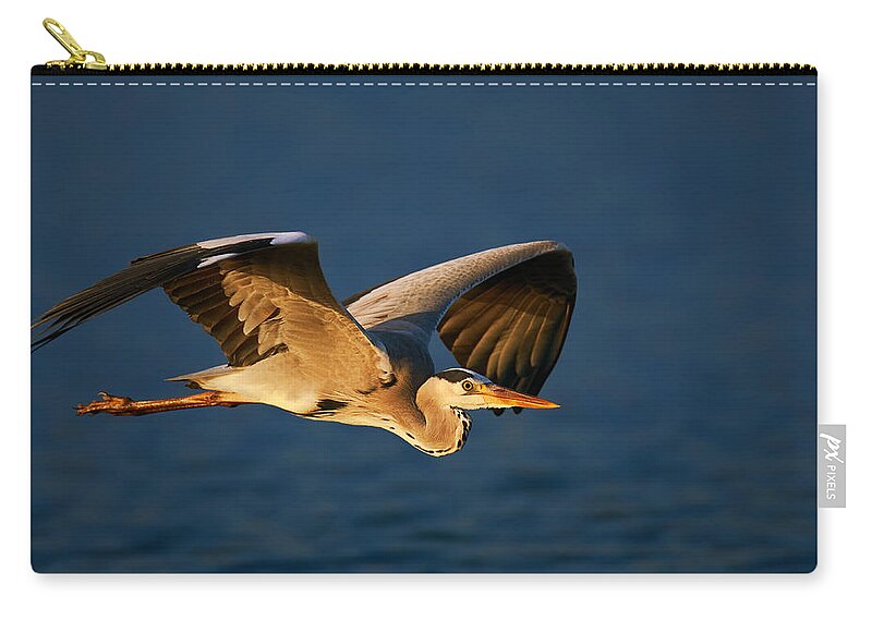 Heron Zip Pouch featuring the photograph Grey heron in flight by Johan Swanepoel