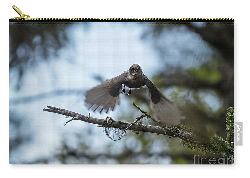 Grey Jay Zip Pouch featuring the photograph Grey Jay Flying by Eva Lechner