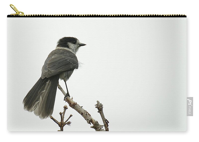 Bird Zip Pouch featuring the photograph Grey Jay by Ronda Broatch