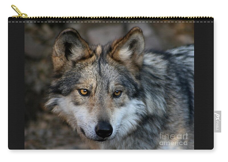Grey Wolf Zip Pouch featuring the photograph Grey Wolf by Paula Guttilla
