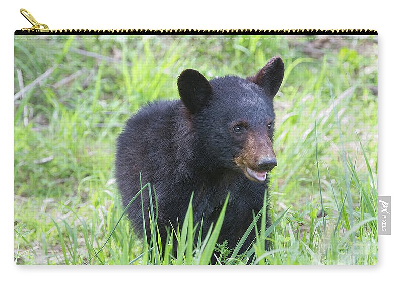 Animals Zip Pouch featuring the photograph Grin and Bear It by Chris Scroggins