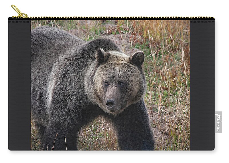 Mark Miller Photos. Grizzly Carry-all Pouch featuring the photograph Grizzly Bear in Fall by Mark Miller