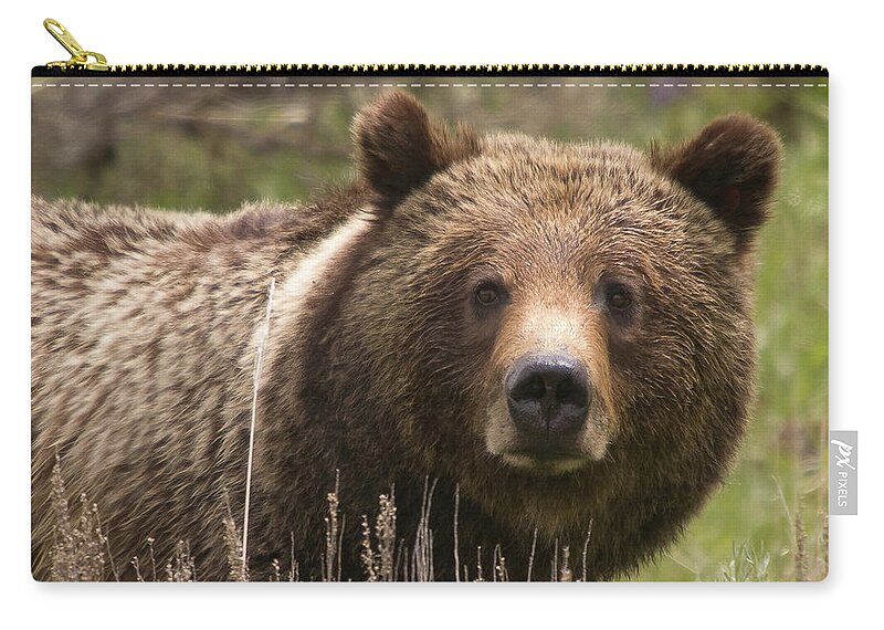 Grizzly Bear Zip Pouch featuring the photograph Grizzly Portrait by Steve Stuller