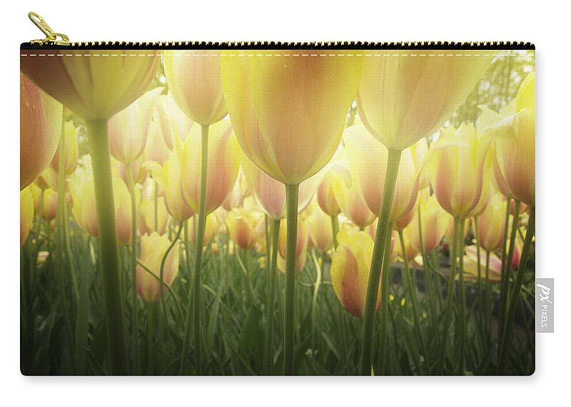 Tulip Zip Pouch featuring the photograph Growing Tulips by Anastasy Yarmolovich