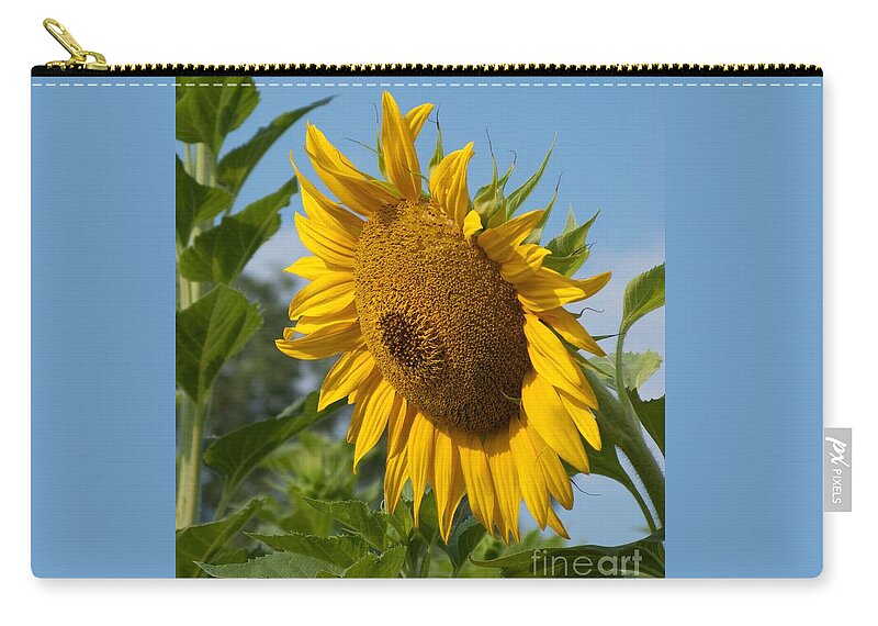 Sunflower Zip Pouch featuring the photograph Growing Up by Ann Horn