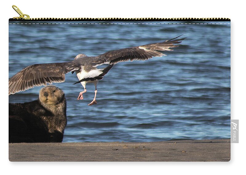 Gull Zip Pouch featuring the photograph Gull with Sea Otter Photobomb by Lora Lee Chapman