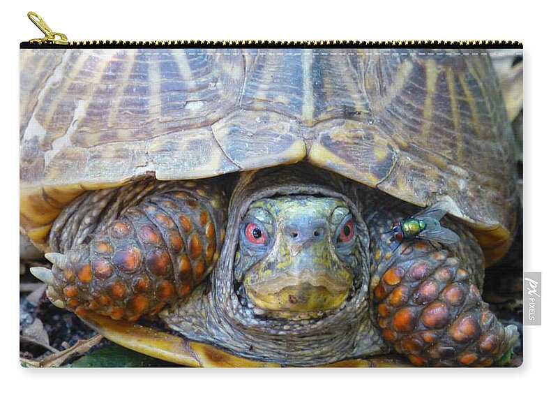 Turtle Zip Pouch featuring the photograph Gulliver and Fly by Claudia Goodell