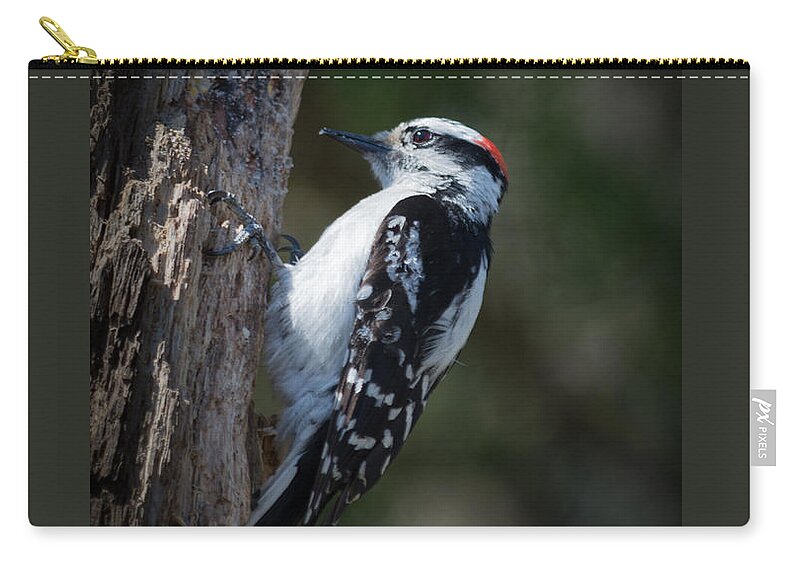 Downy Woodpecker Zip Pouch featuring the photograph Downy Woodpecker by Kenneth Cole