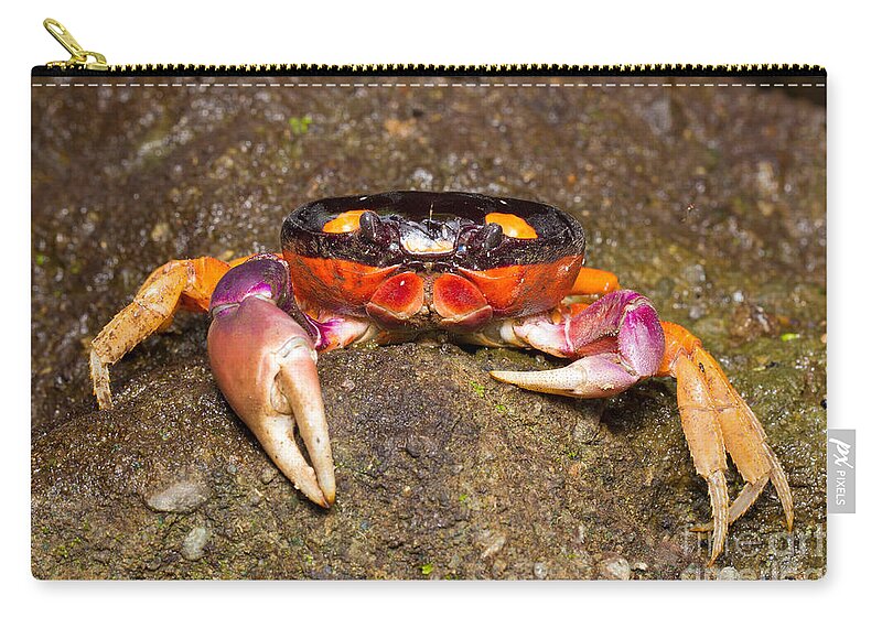 Halloween Crab Zip Pouch featuring the photograph Halloween Crab by B.G. Thomson