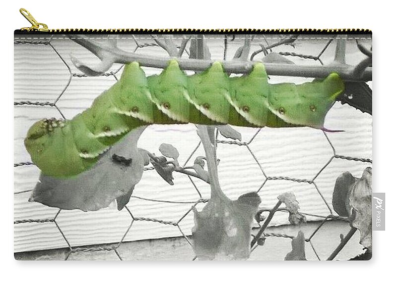 Tomato Worm Zip Pouch featuring the photograph Hang in there caterpillar by Kari Myres