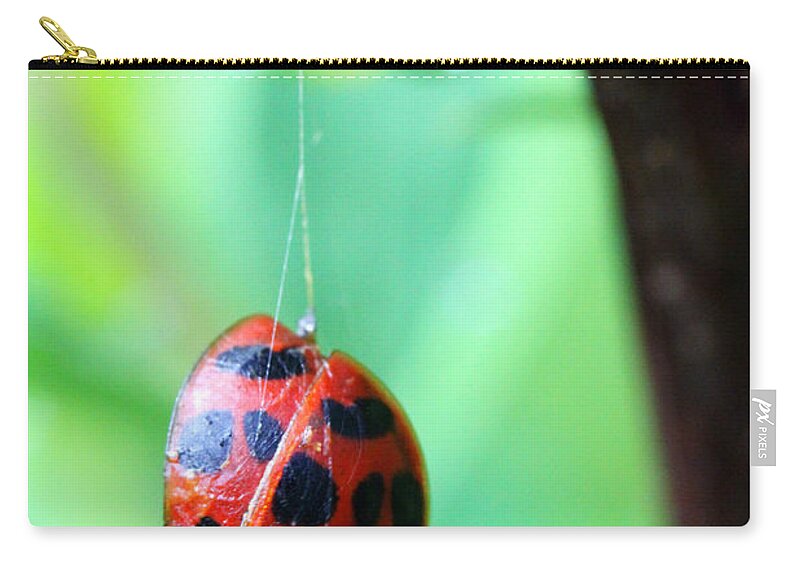 Insects Zip Pouch featuring the photograph Hanging By a Fine Line by Jennifer Robin