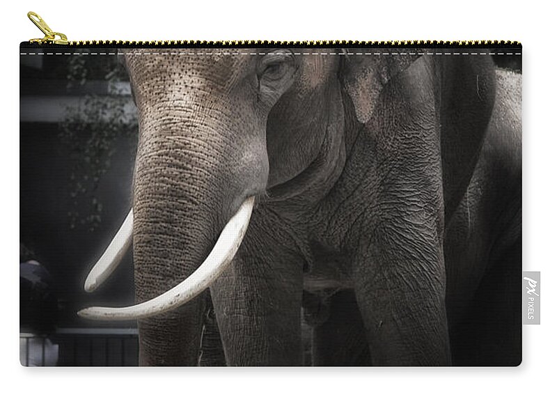 Elephant Zip Pouch featuring the photograph Hanging out by Joan Carroll