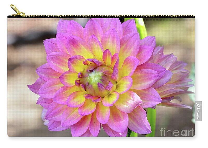 Dahlia Zip Pouch featuring the photograph Happy Colors Dahlia by Carol Groenen
