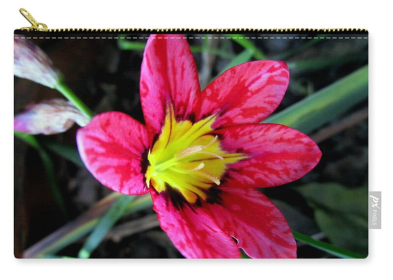 Harlequin-flower Zip Pouch featuring the photograph Harlequin Flower by Joyce Dickens