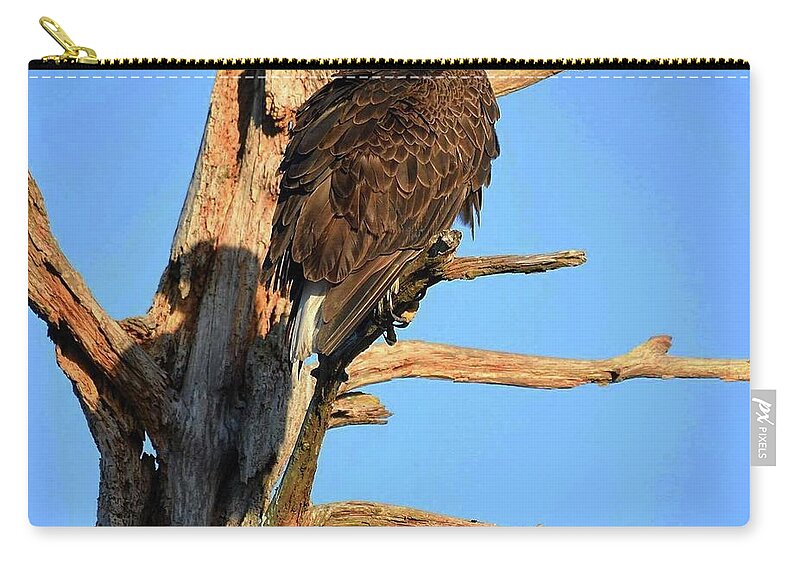 Bald Eagle Zip Pouch featuring the photograph Harriet and her shadow by Liz Grindstaff