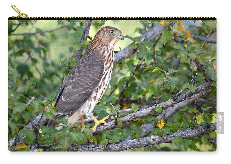 Bird Zip Pouch featuring the photograph Hawk by AJ Schibig